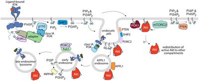 Akt-ing Up Just About Everywhere: Compartment-Specific Akt Activation and Function in Receptor Tyrosine Kinase Signaling